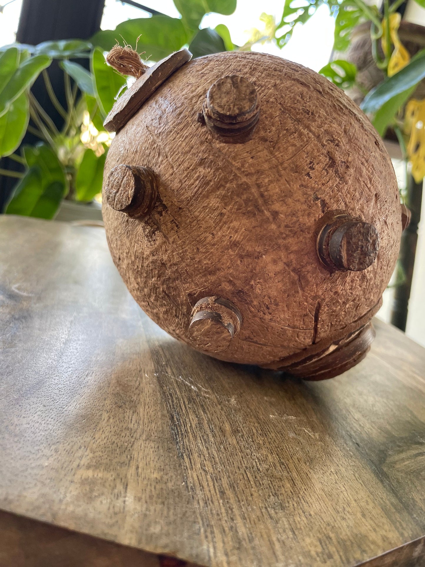 Hand Carved Coconut Piggy Bank – Guamanian Folk Art Display