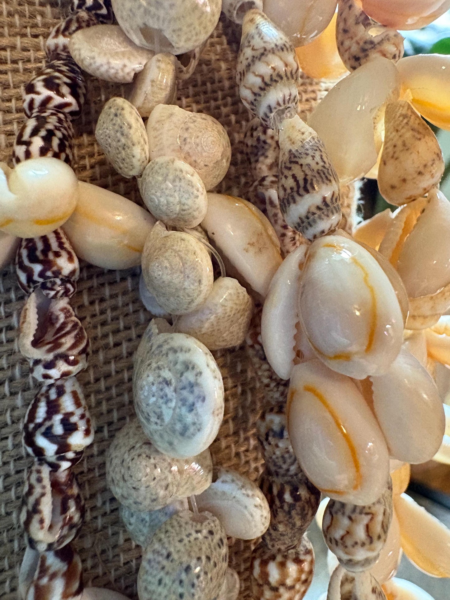 Seashell Lei Collection: Pacific Ocean Shell Leis, Set of 6