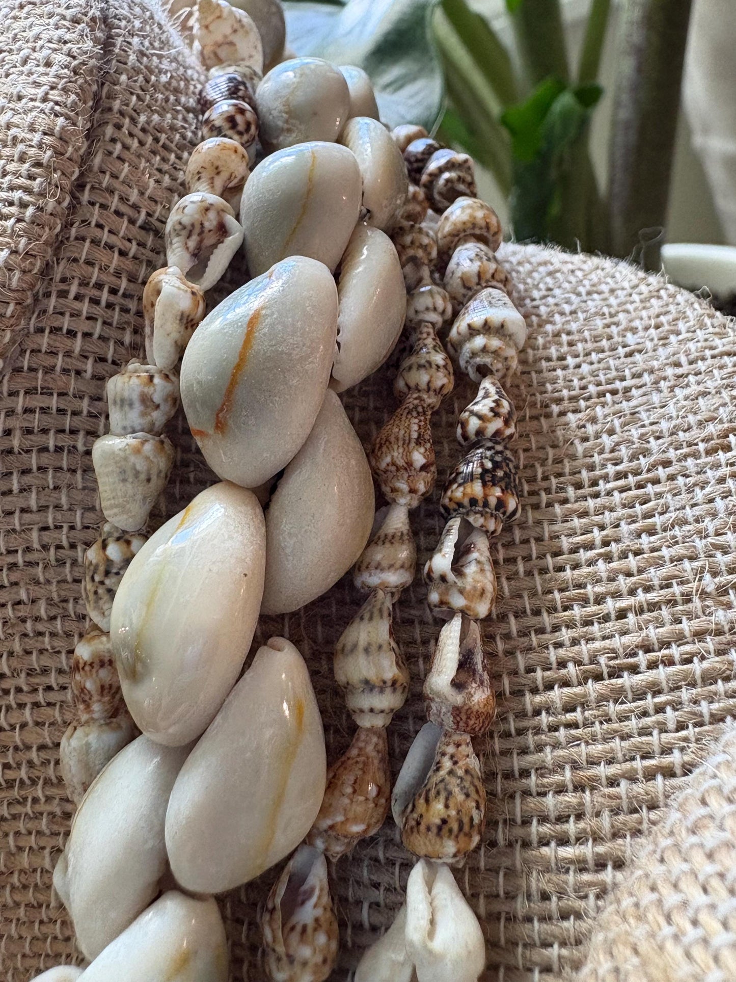 Seashell Lei Set: Authentic Pacific Ocean Shells, Polynesian Celebration Leis
