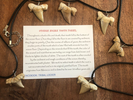 REAL Otodus Shark Tooth Fossil Adjustable Necklace