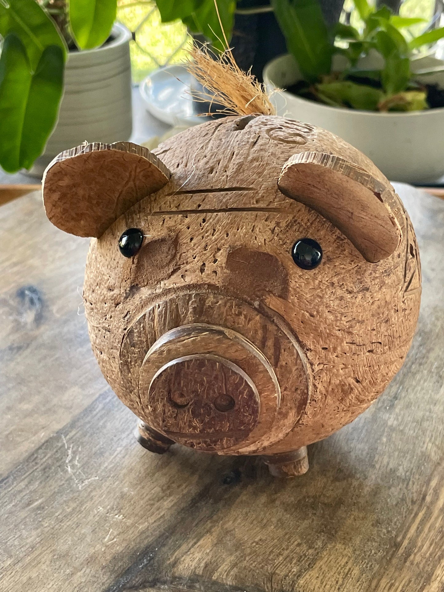 Hand Carved Coconut Piggy Bank – Guamanian Folk Art Display