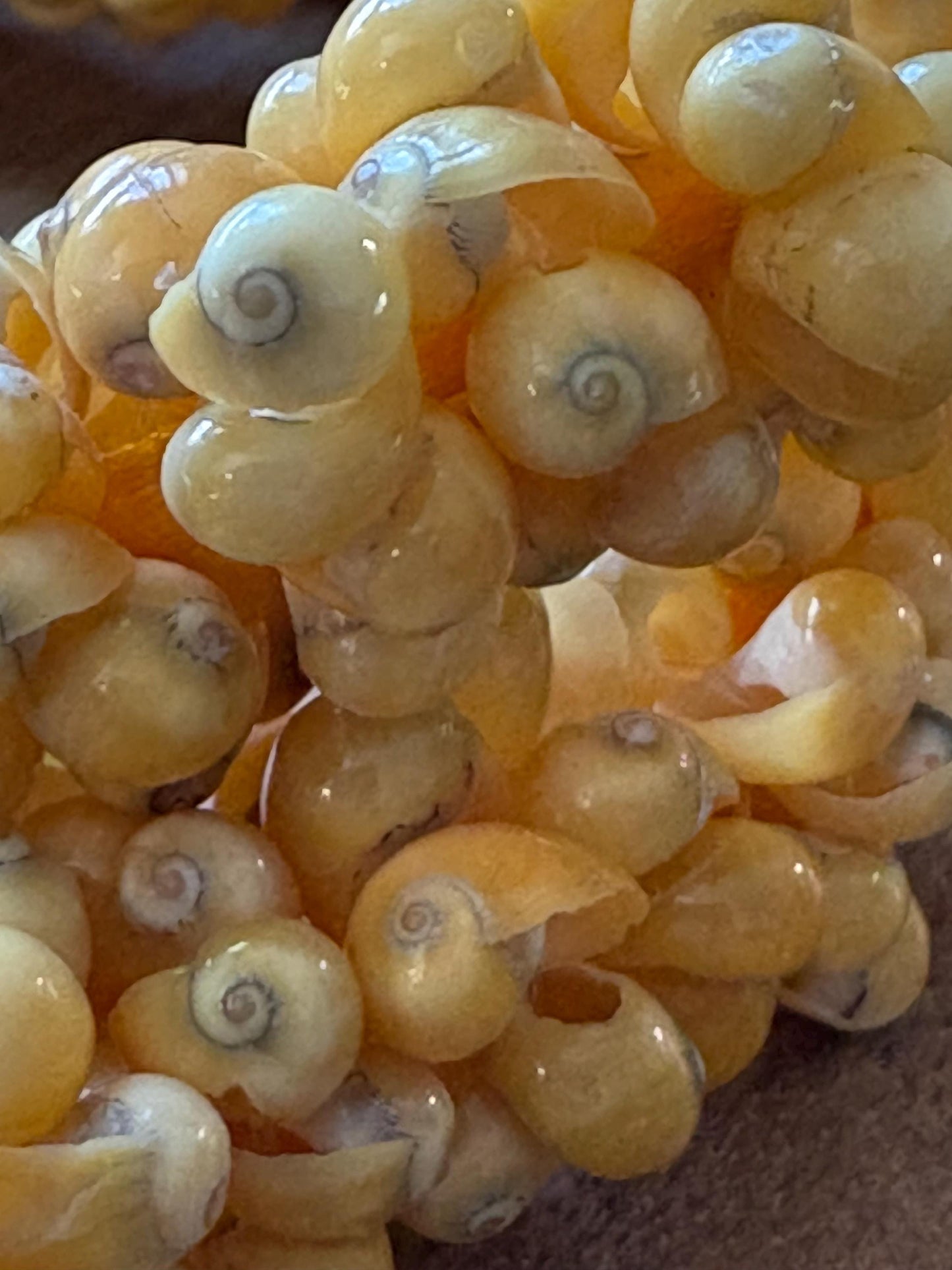 Yellow Mongo Shell Lei – Authentic Polynesian Necklace