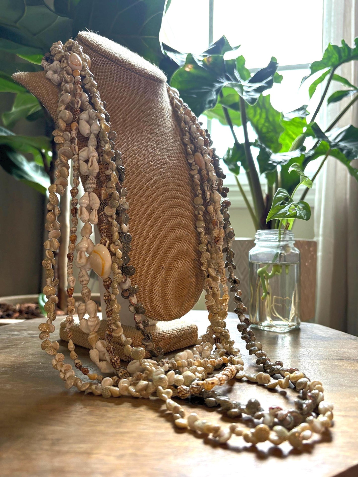 Seashell Lei Set: Authentic Pacific Ocean Shells, Graduation, Wedding
