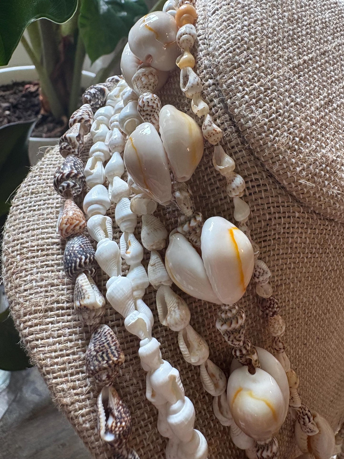 Seashell Lei Set: 6 Pacific Ocean Leis, Graduation Wedding Celebration