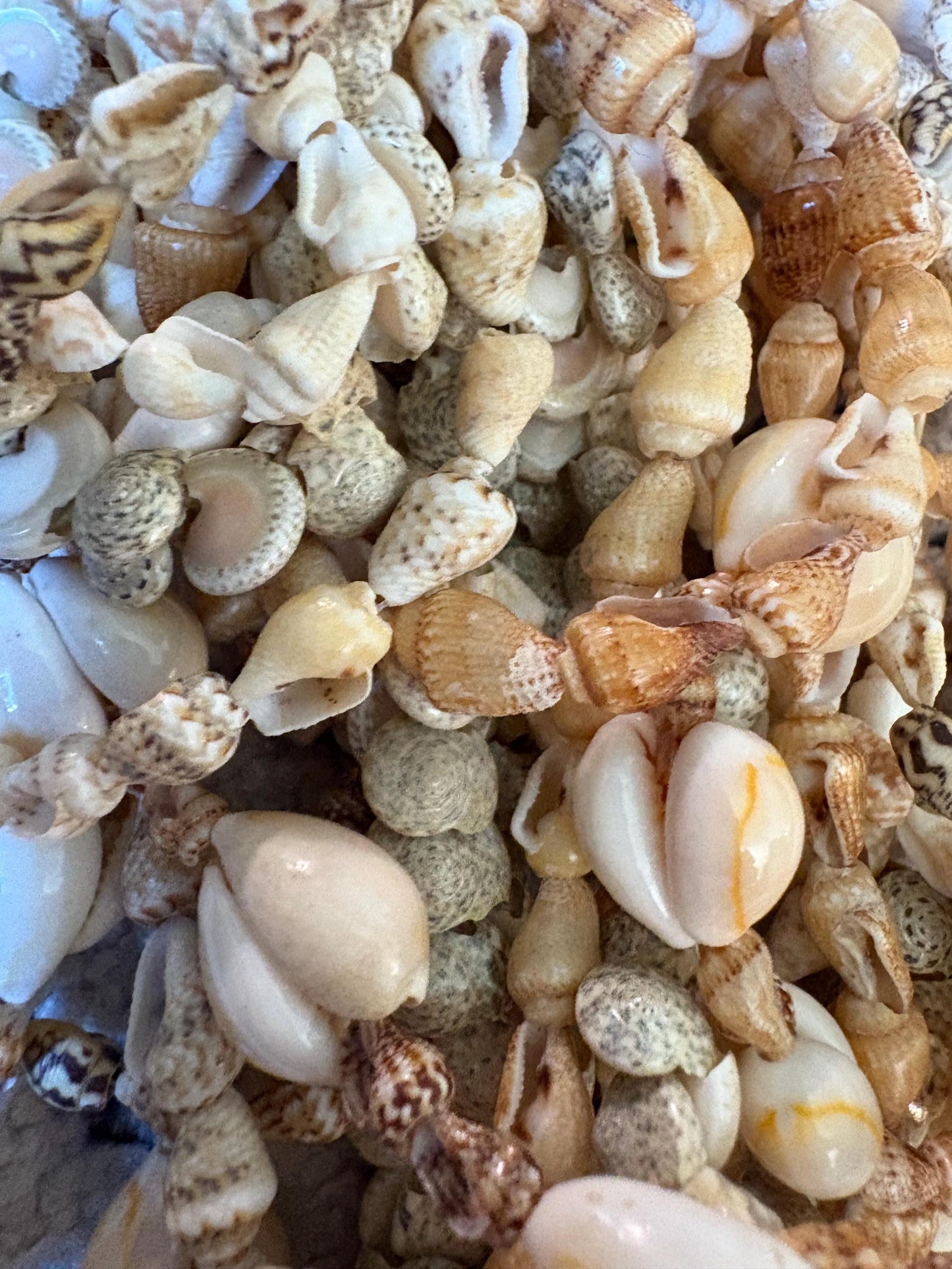 Seashell Lei Set – Pacific Ocean Shells, Celebration Leis